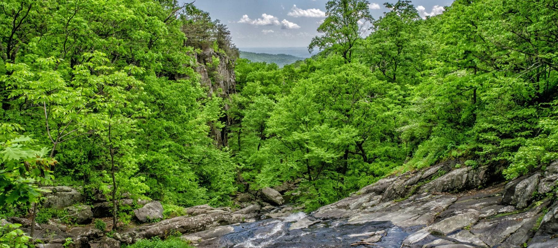 Dense conifer forest seen from above