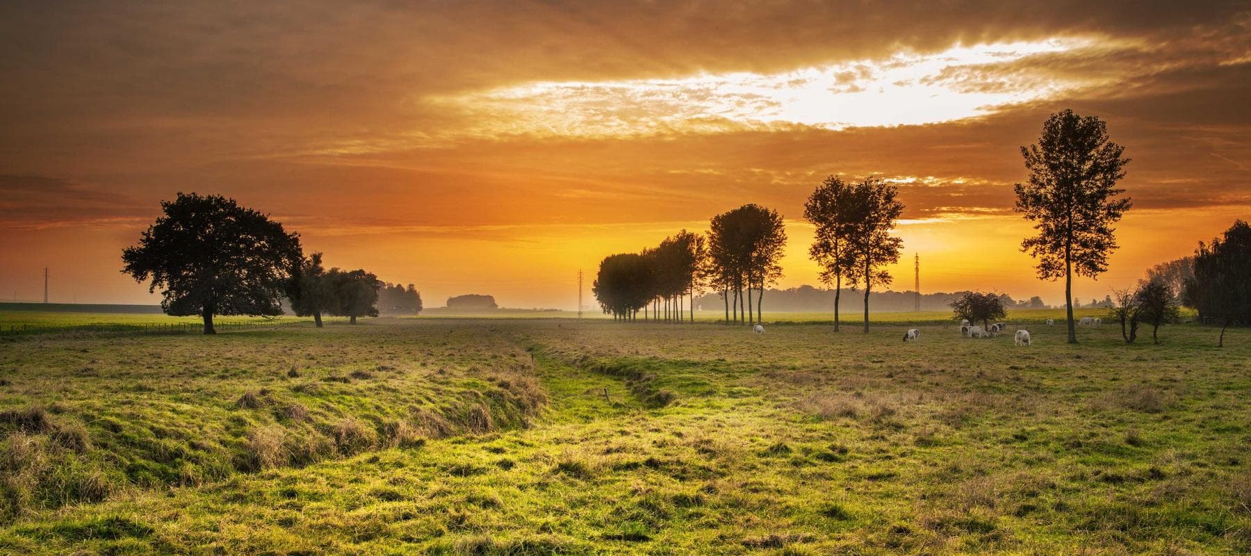 Low sun across an open field of grass